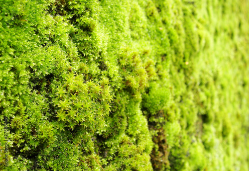 macro view of green moss on a wall