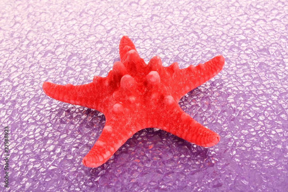 Seastar on red background