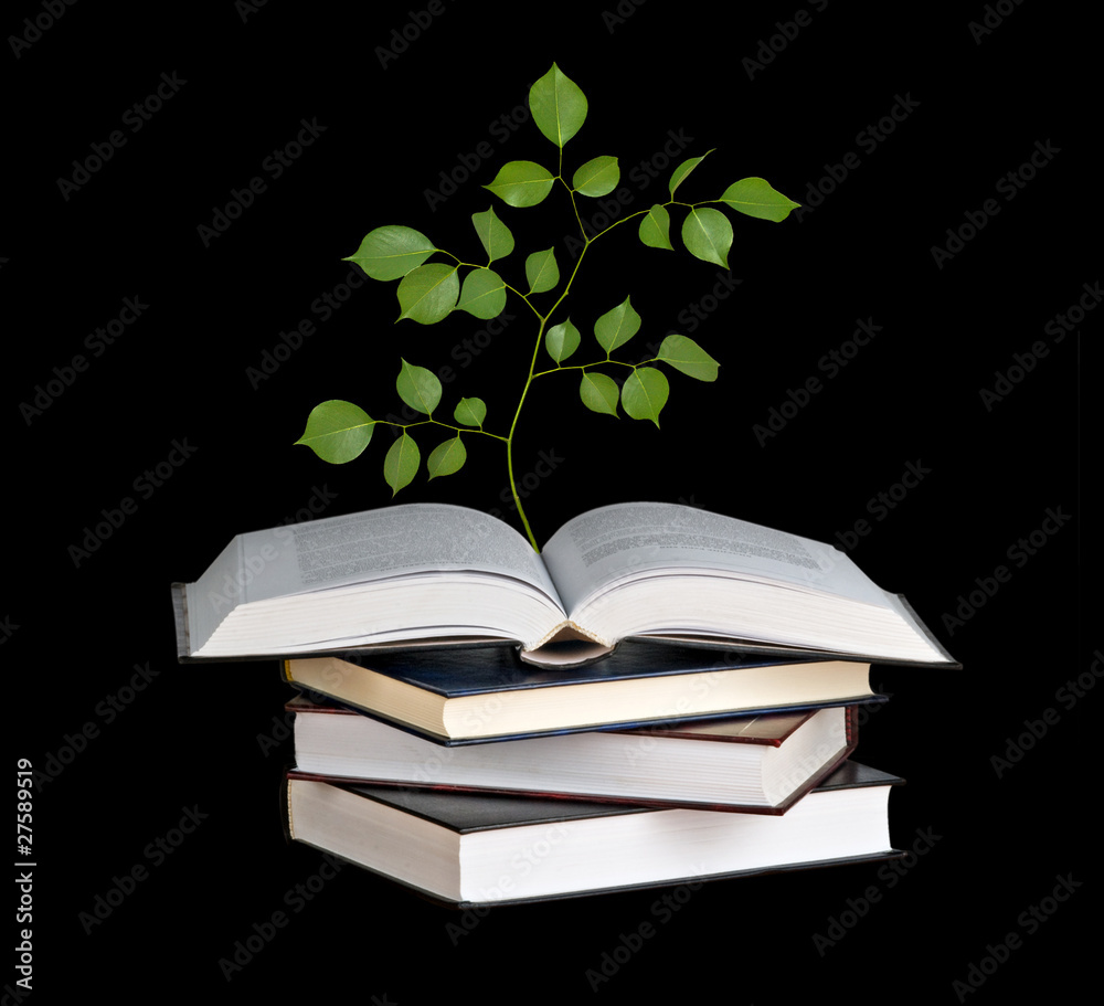 Tree seedling growing from open book Tree seedling growing from open book