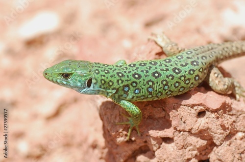 Perleidechse, Ocellated lizard, Timon tangitanus