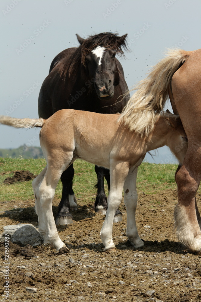 Obraz premium Poulain de cheval de trait