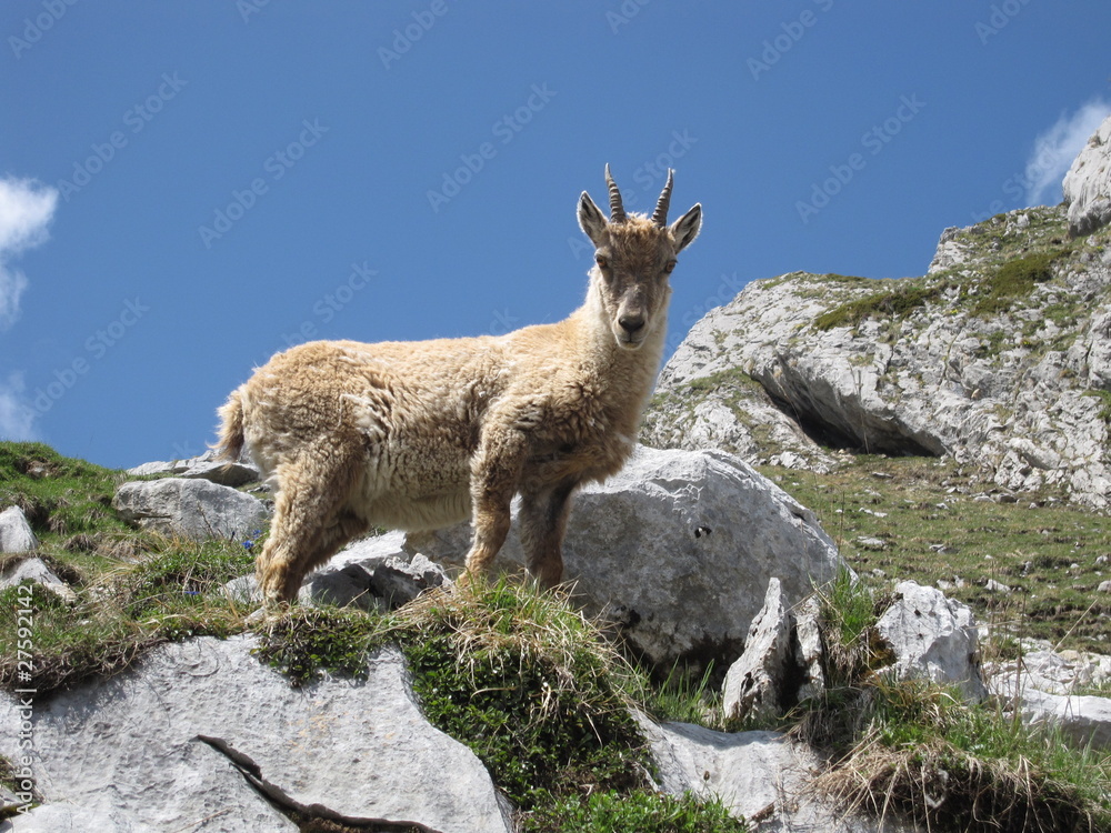 chamois sauvage chamois sauvage
