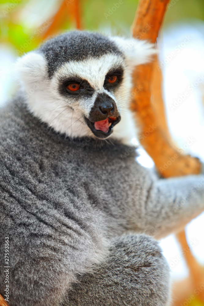 Lemur catta on a tree Lemur catta on a tree