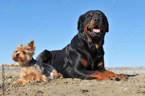 Foto deux chiens sur la plage