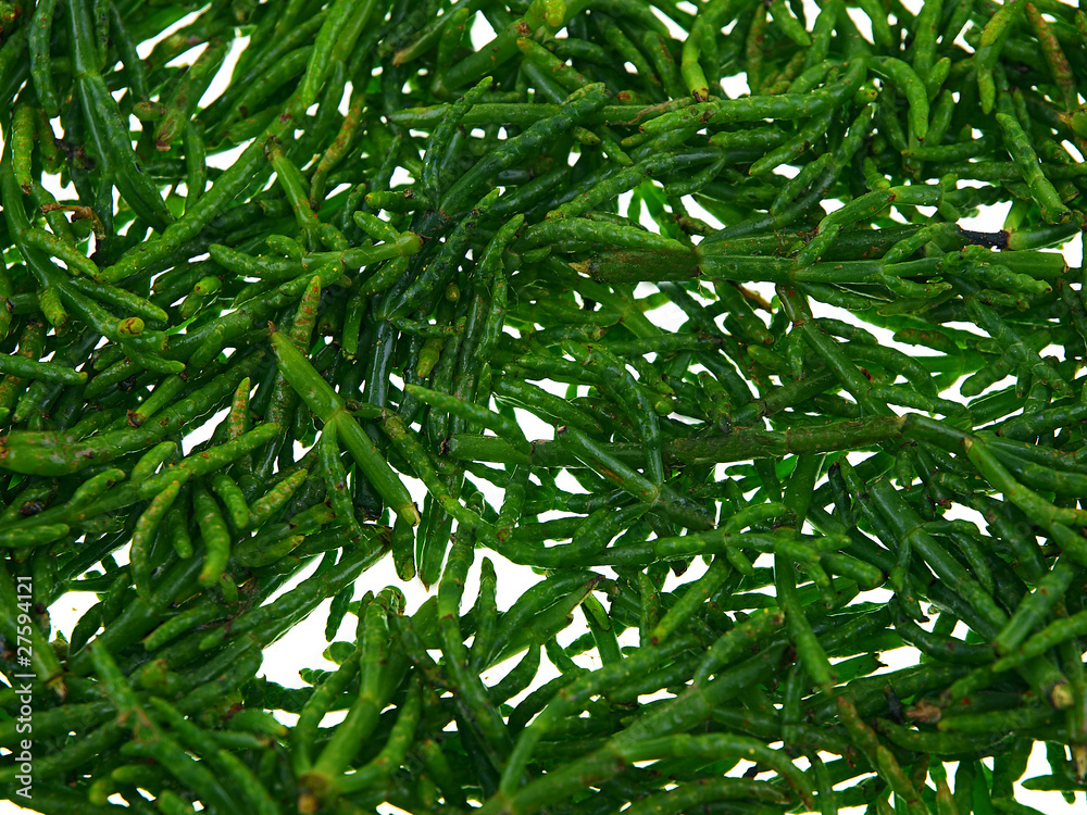 Fototapeta premium samphire greens