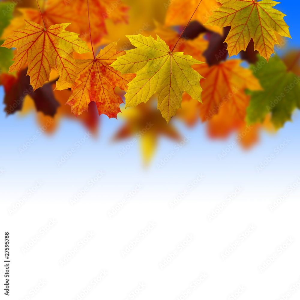 Leaves fallen in the sky Leaves fallen in the sky