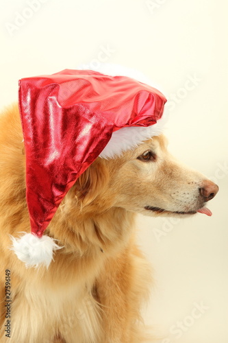 Hund mit Weihnachtsmütze streckt Zunge raus © Ars Ulrikusch