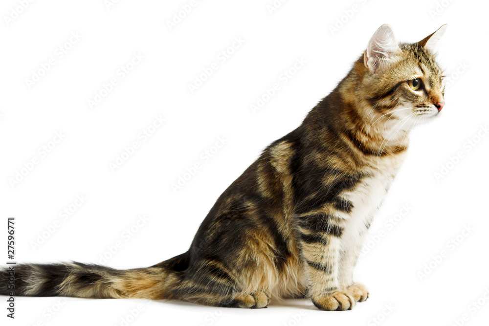 siberian cat siberian cat
