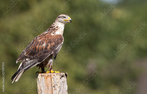 buse variable © shocky