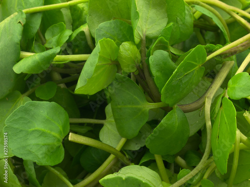 Watercress