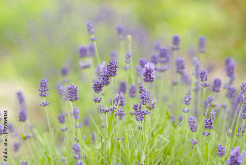 Fototapeta premium Lavandula