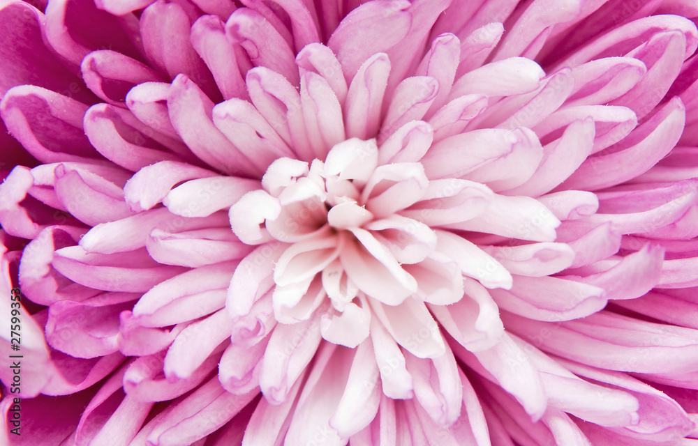 chrysanthemum