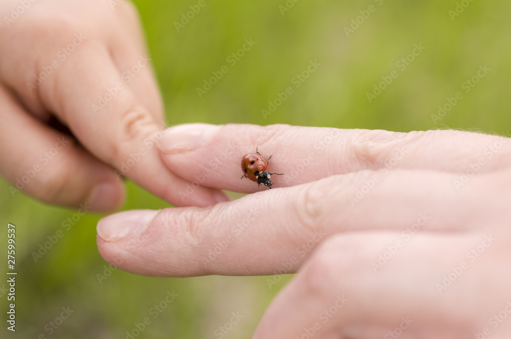Ladybug on hand