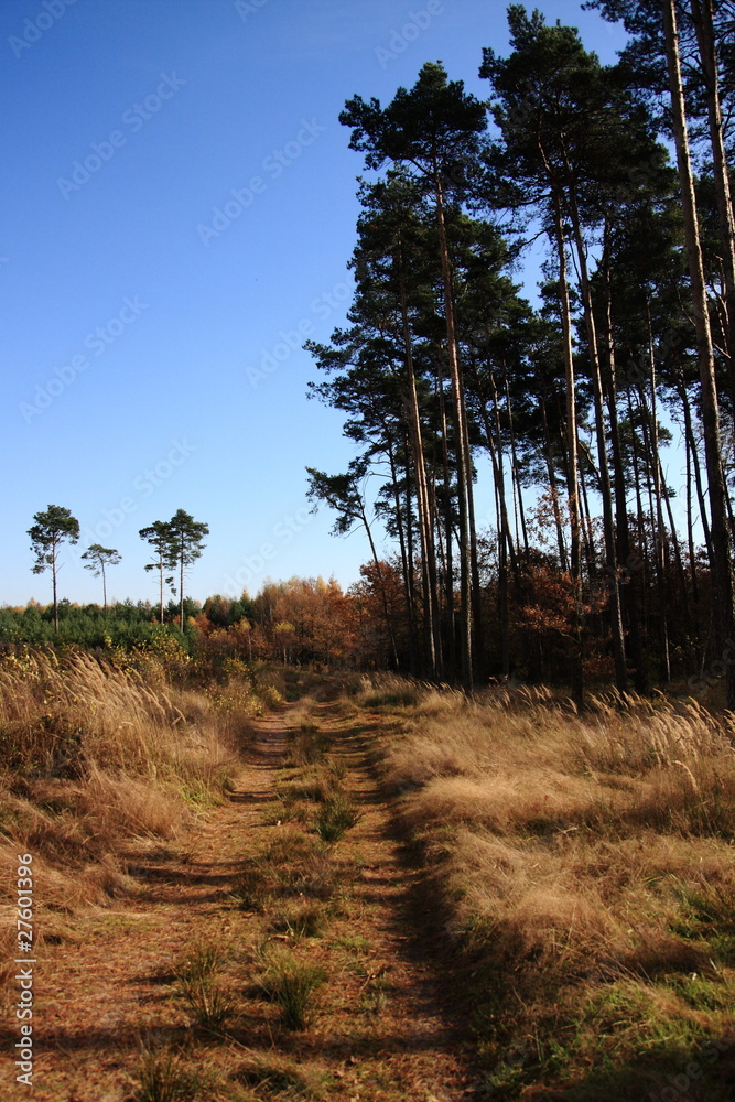 Obraz premium Forest