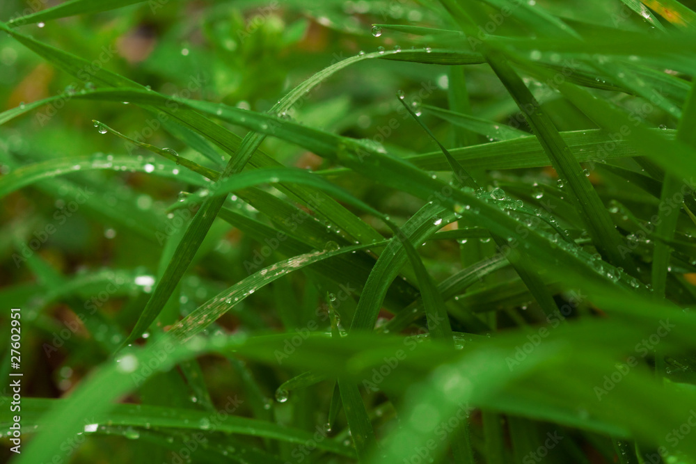 Obraz premium Water drops on plant