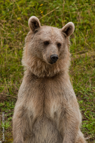 Brown Bear portrait