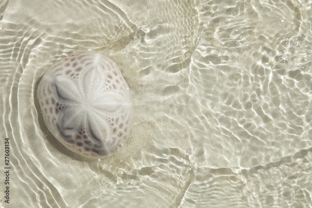 Fototapeta premium sand dollar in the sea with sun light , top view