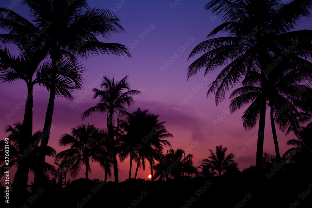palmtrees  silhouette on sunrise in tropic
