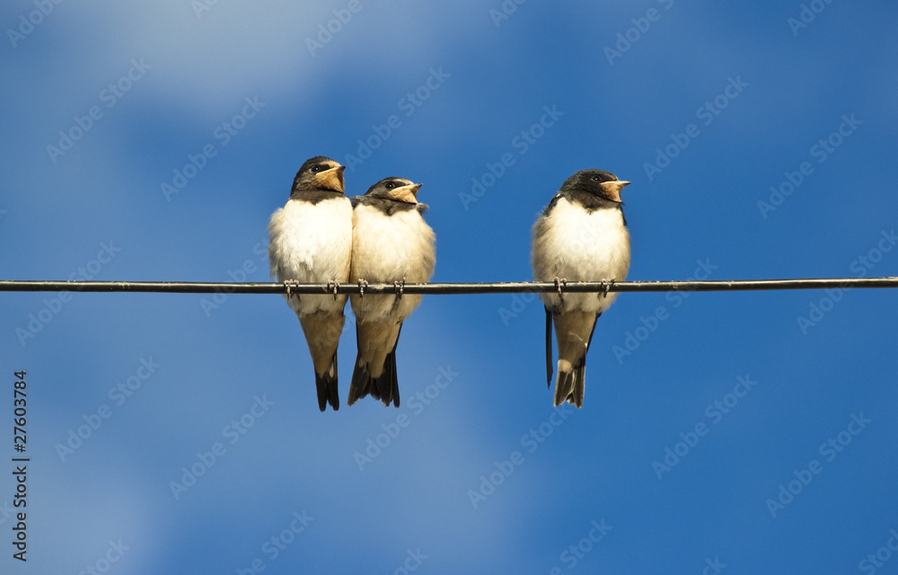 junge Schwalben StockFoto Adobe Stock