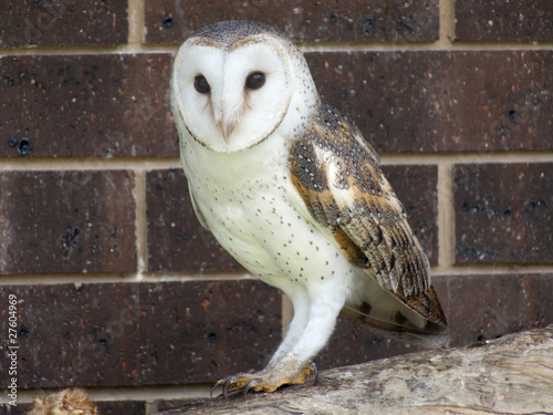 barn owl photo