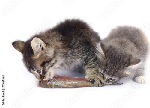 Принти на полотні kittens eat fish.focus on right cat