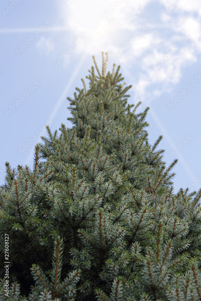 Fir tree and sun. Fir tree and sun.