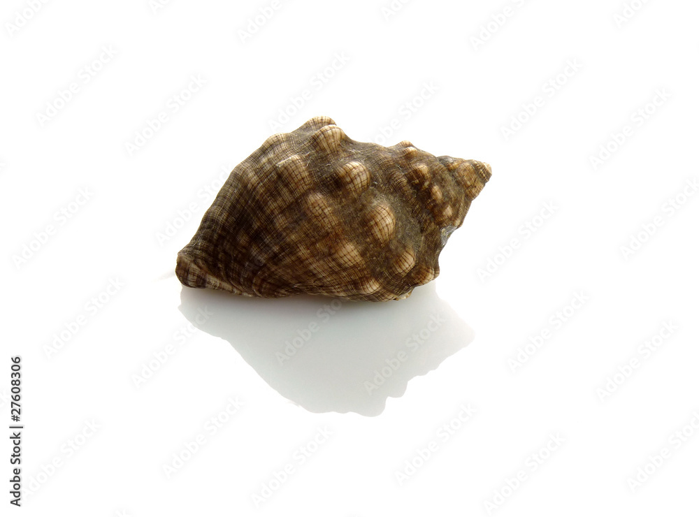 Conchiglia Conchiglia