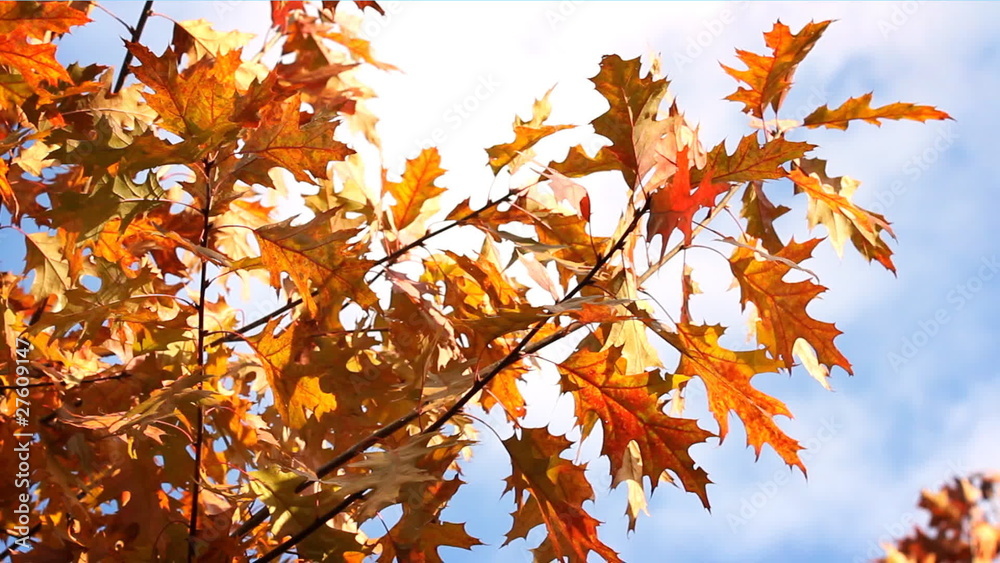 Colourful leaves on the tree, beautiful, golden autumn. Colourful leaves on the tree, beautiful, golden autumn.