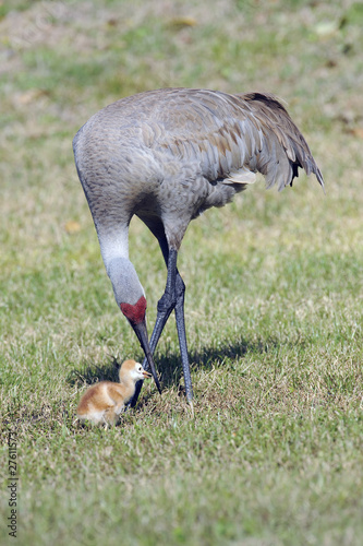 an adult sandhill crane with its young chick