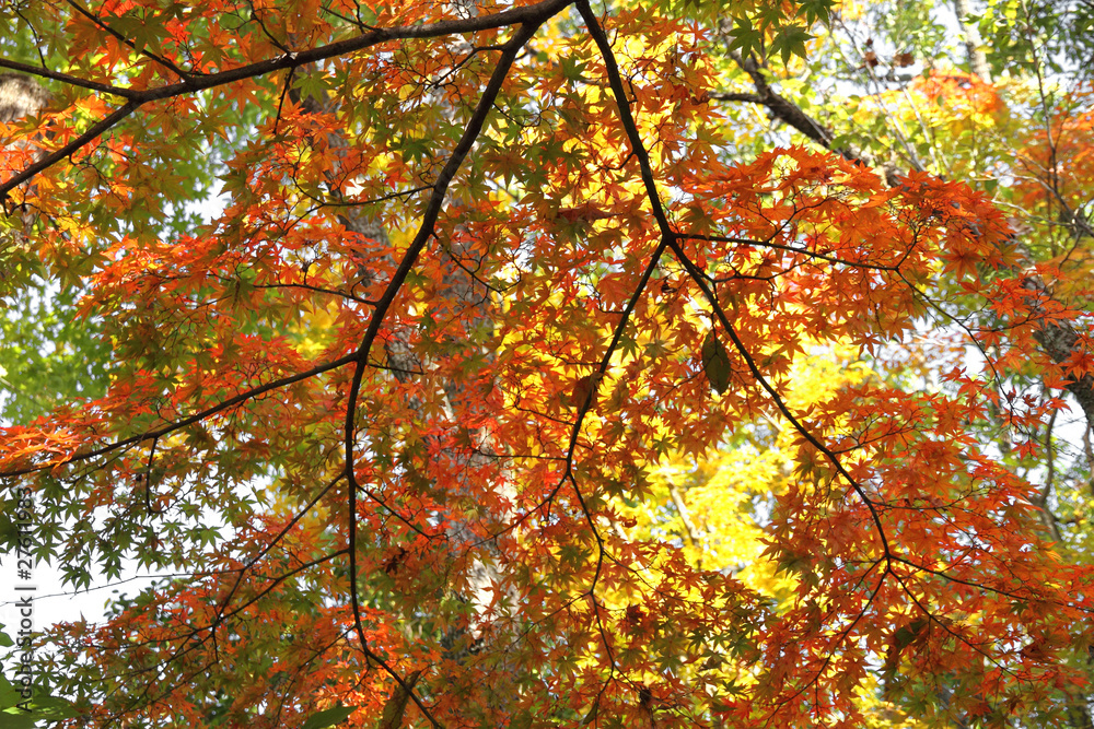 Autumn leaves background