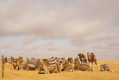 Dromedari nel deserto Tunisino