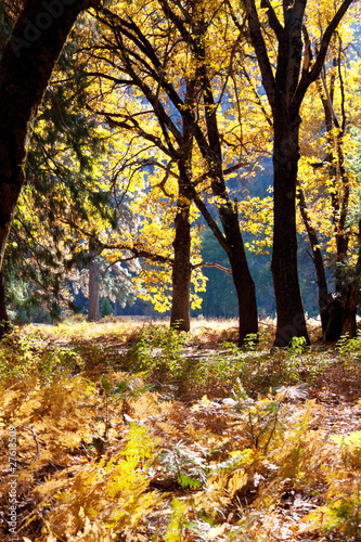 Autumn forest