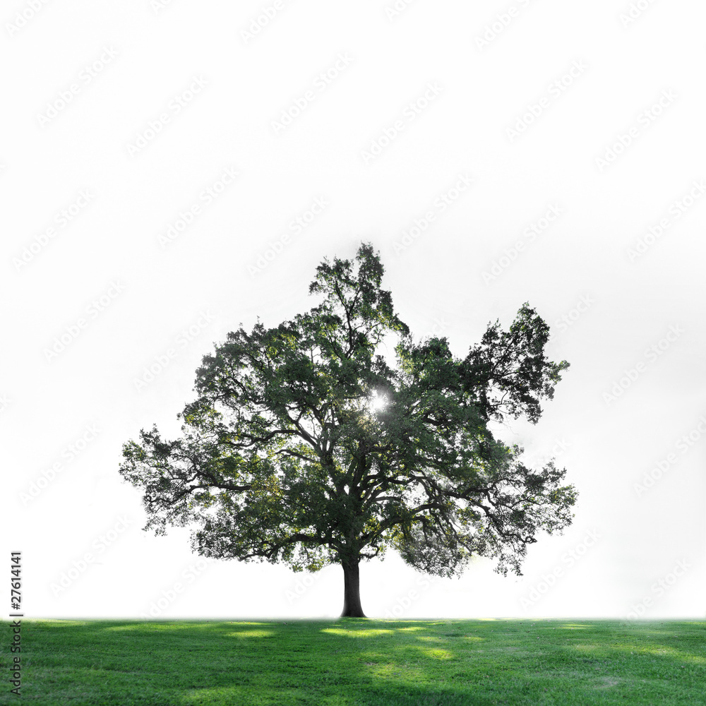 Fototapeta premium Tree