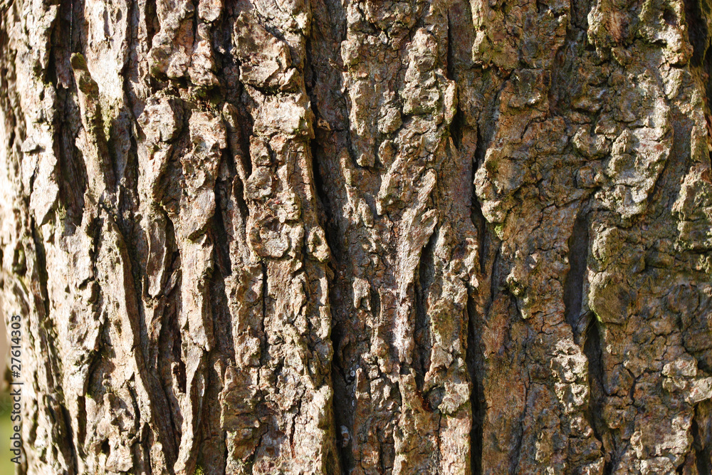 Bark texture Bark texture