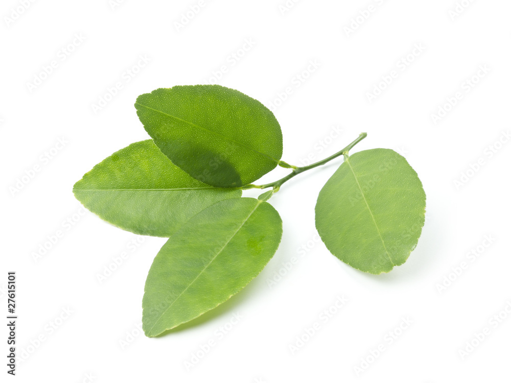 Obraz premium Lemon leaves on white background