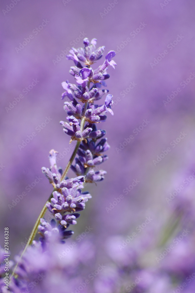 Fototapeta premium Single Lavender Stem