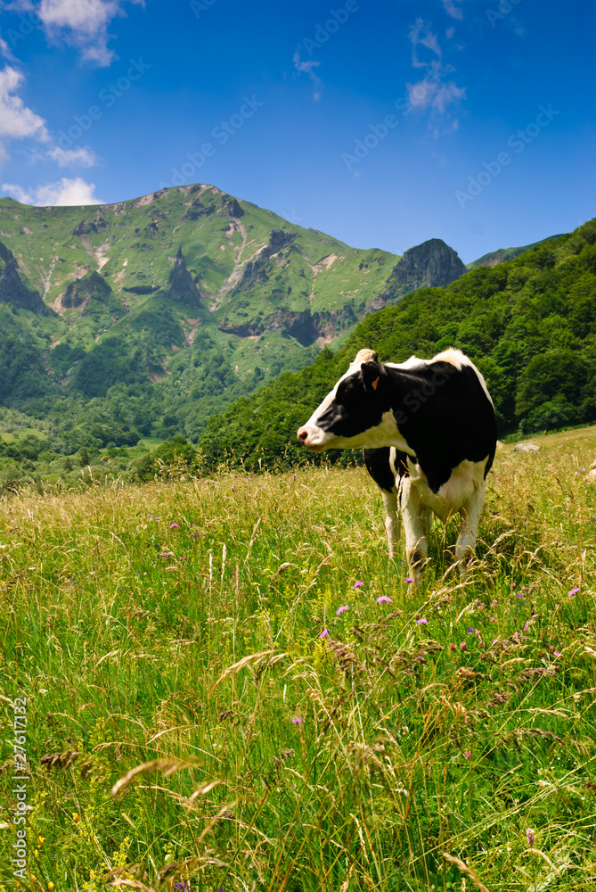 Vallée de chaudefour - Vache en liberté