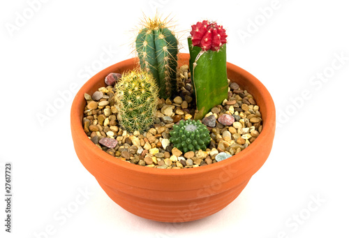 Pot of cactus plants