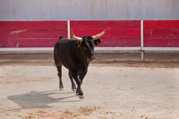 Poster Stierenvechten Dorpse corrida met jonge stier  © obri