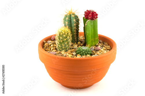 Cactus pot plants