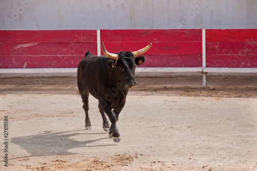 Canvastavla corrida paesana
