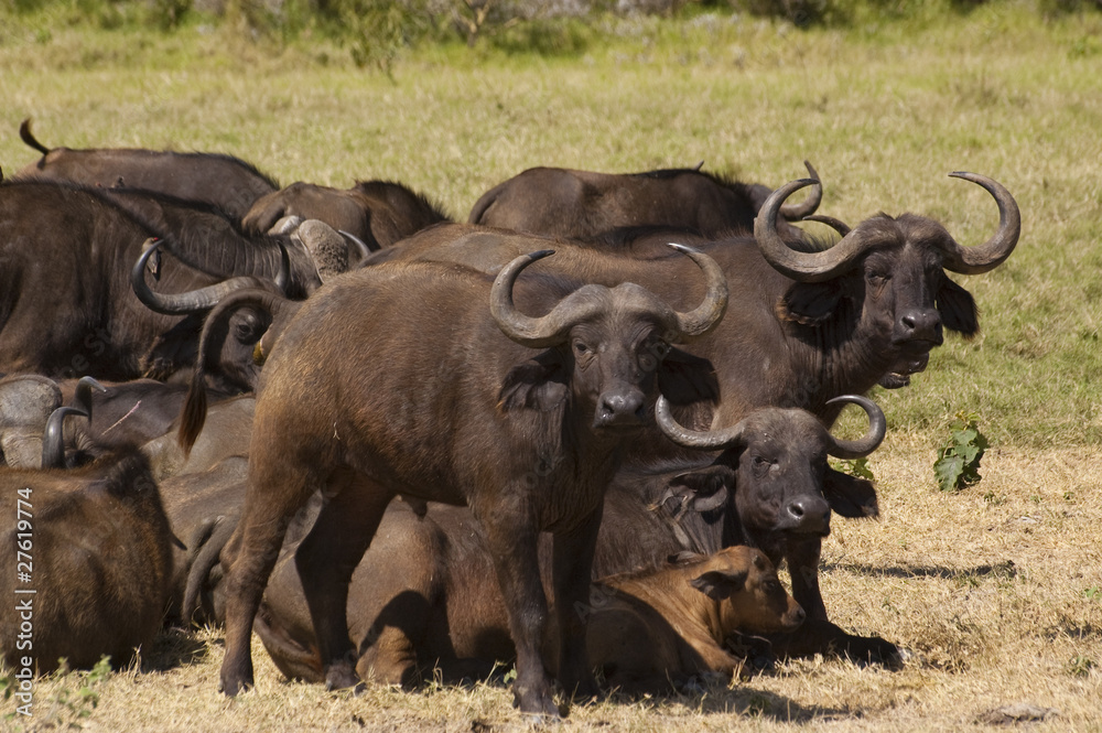 Buffalo grazing in Tanzania Buffalo grazing in Tanzania