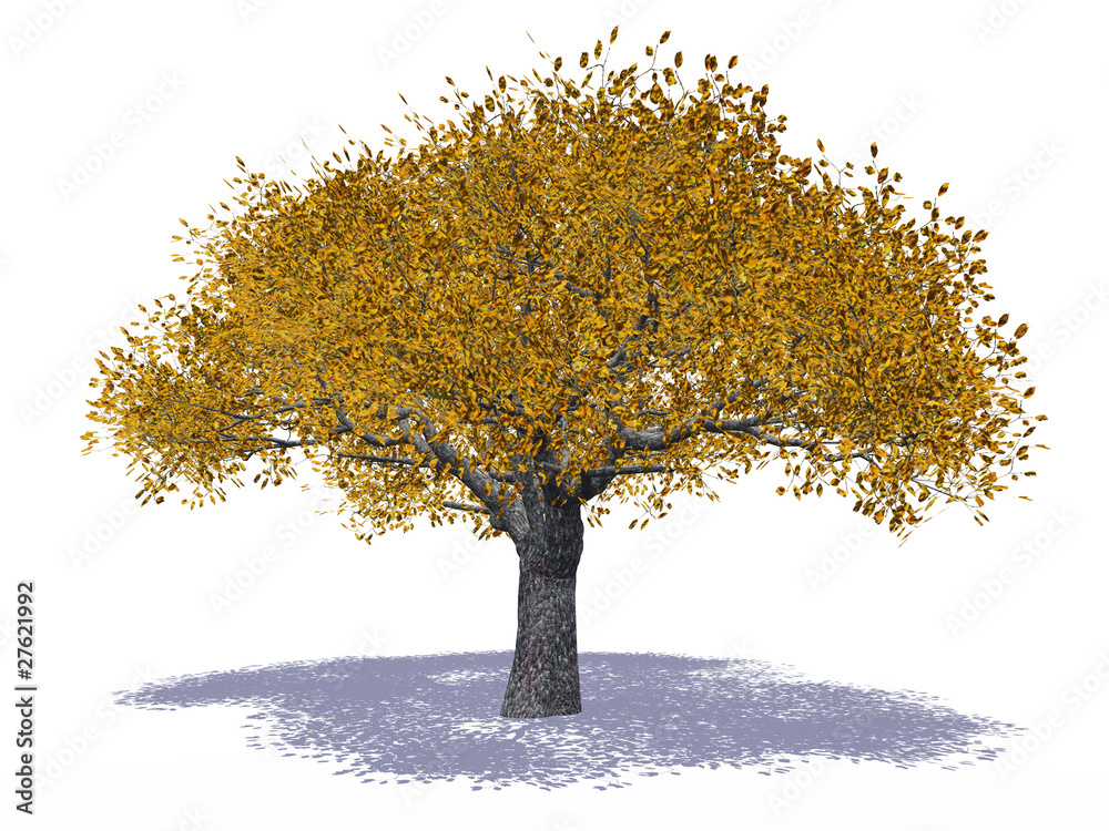 Obraz premium High resolution autumn tree isolated on white