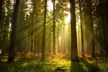 Papier peint photo Le salon Forêt dense au feuillage estival  © James Thew