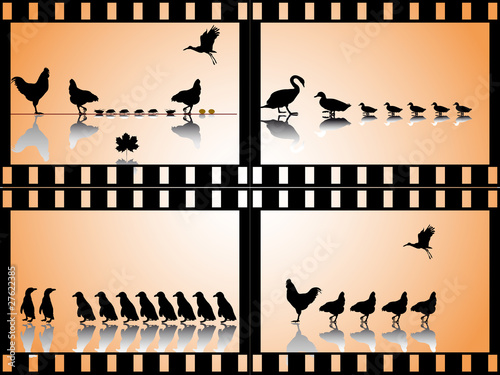 Vier Vogelgruppen in Filmstreifen