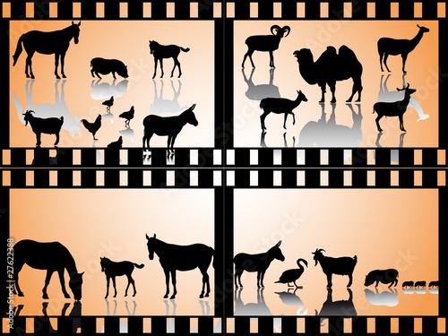 Vier Tiergruppen in Filmstreifen
