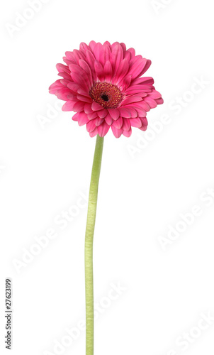 Gerbera Daisy