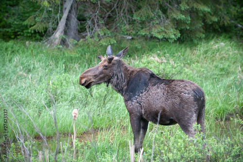 Bull moose in spring © Tony Campbell