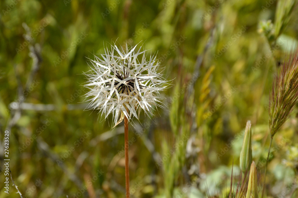 Weed Flower