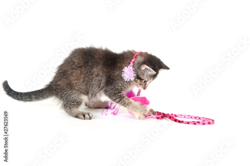 Cute tabby kitten with pink toy